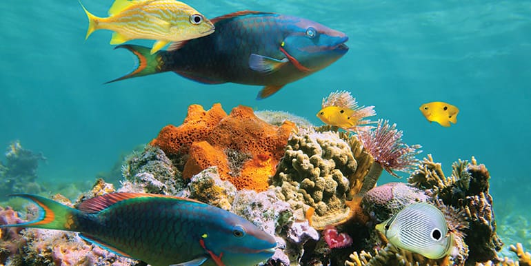 Colorful fish swimming over reef