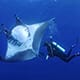 Scuba diver with a manta ray