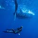 Person swimming under a whale shark
