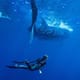 Person swimming under a whale shark