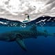 Whale shark swimming under the tour boat