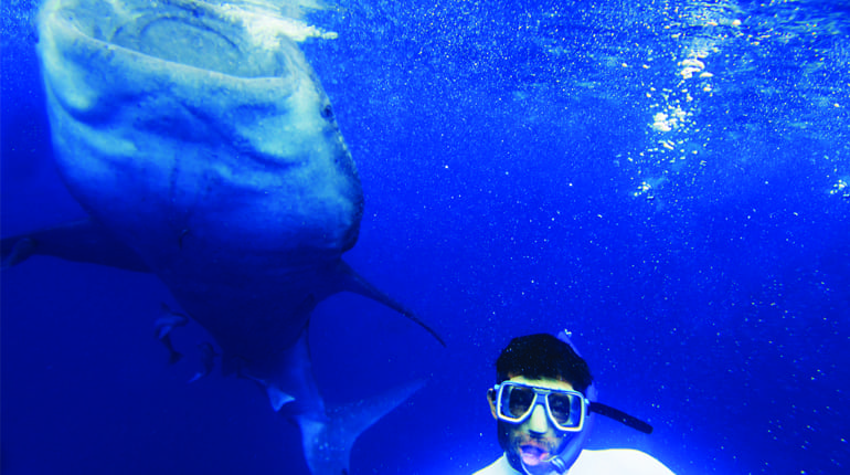 Man swimming with whale sharks