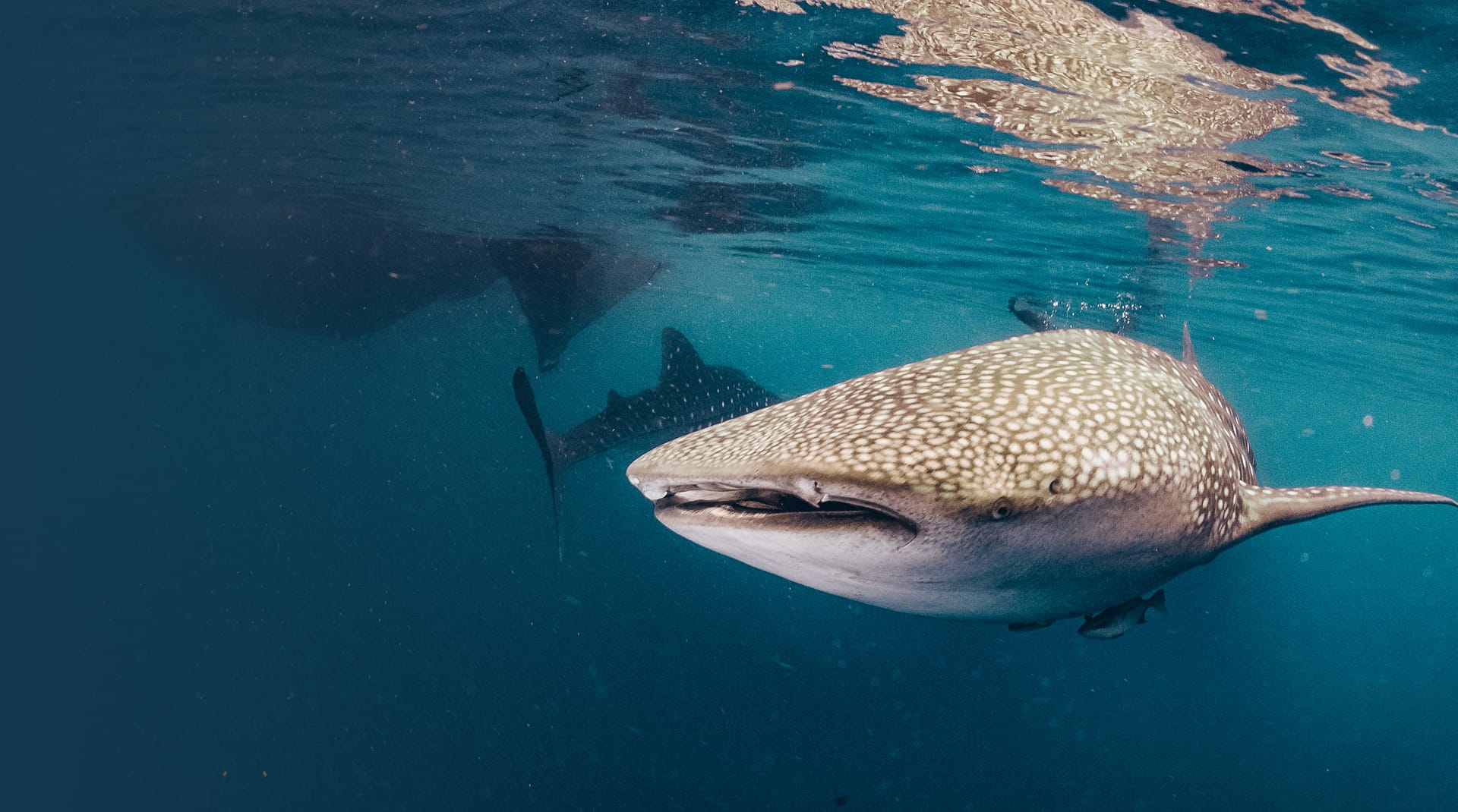 On Isla Mujeres Water Tours Whale Sharks Snorkeling Fishing