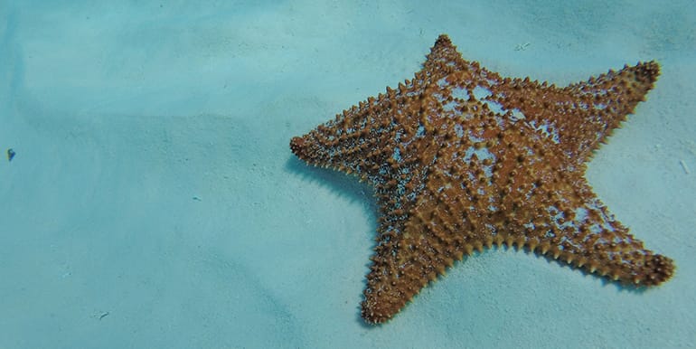 Starfish underwater on sand