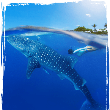 Woman looking at a whale shark in the water