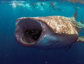 Whale shark feeding