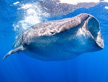 Woman swimming with whale shark